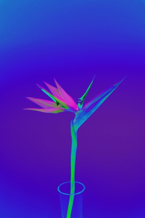 Bird of Paradise 200