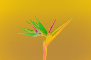 Bird of Paradise 201