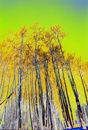 Vail Aspens 1